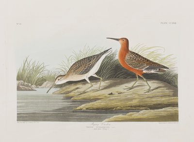 Ilustración de 