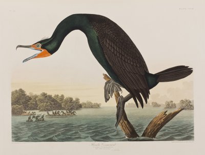 Ilustración de 