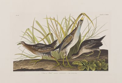 Ilustración de 