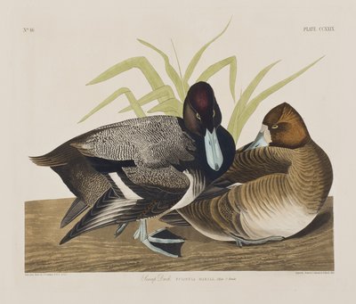 Ilustración de 