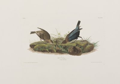 Ilustración de 