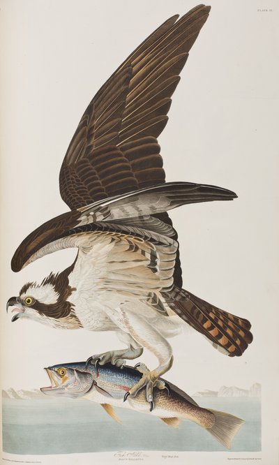 Ilustración de 