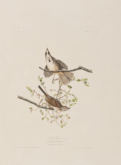 Ilustración de 