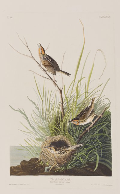 Ilustración de 