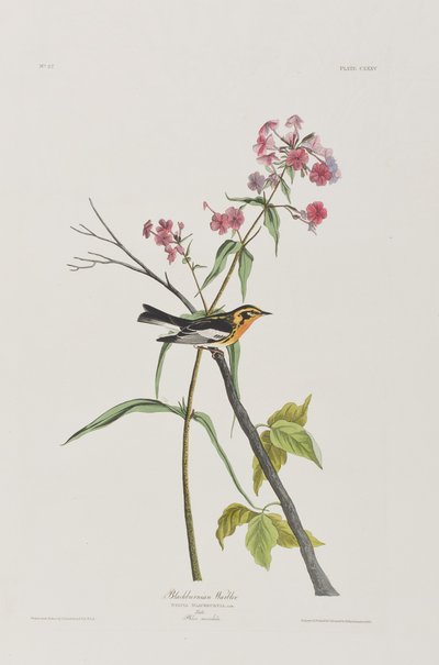 Ilustración de 