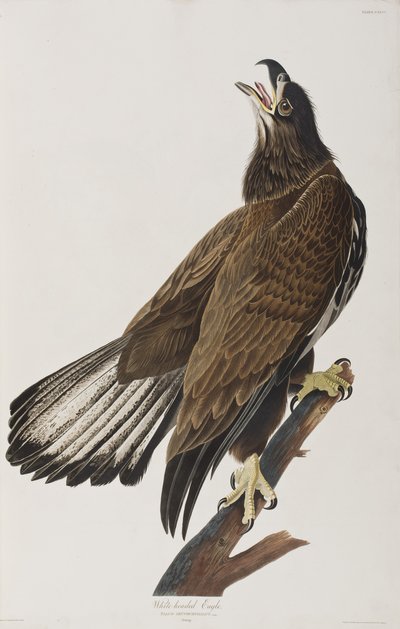 Ilustración de 