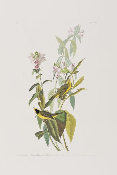 Ilustración de 