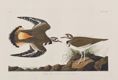 Ilustración de 