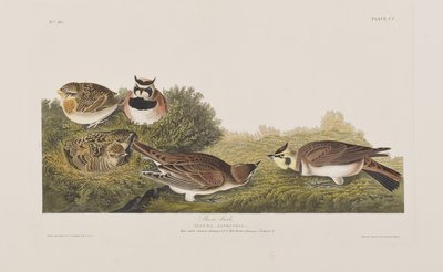 Ilustración de 