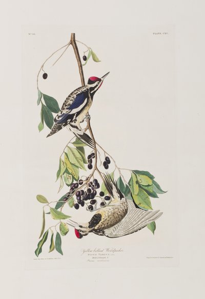 Ilustración de 