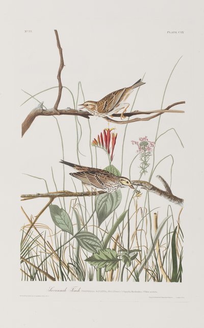 Ilustración de 