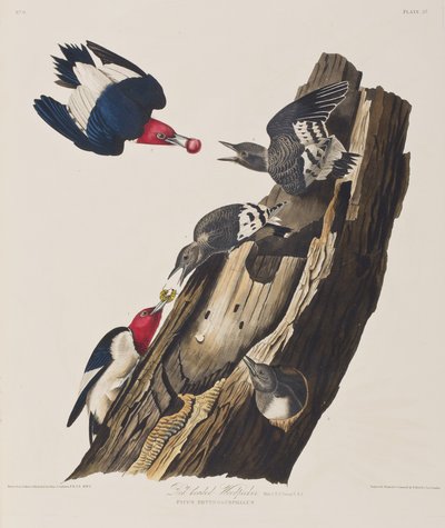 Ilustración de 