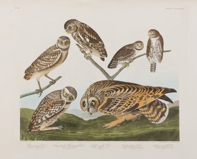 Ilustración de 
