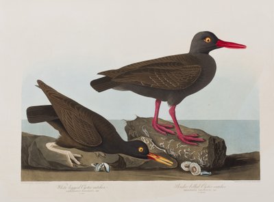 Ilustración de 