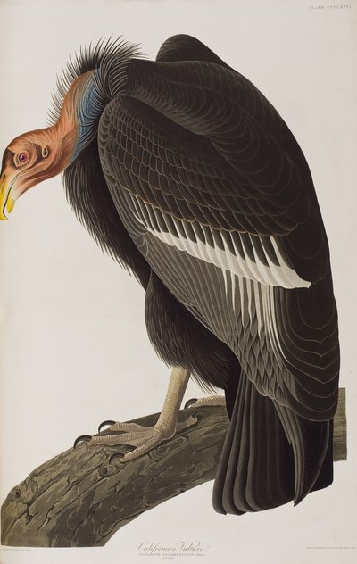 Ilustración de 