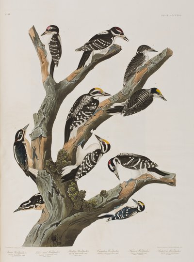 Ilustración de 