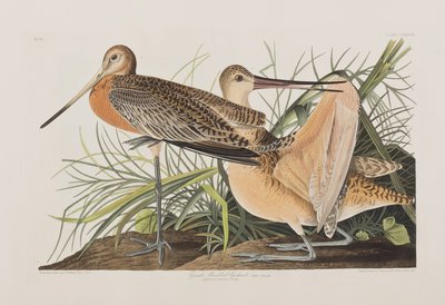 Ilustración de 