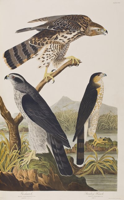 Ilustración de 