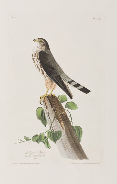 Ilustración de 