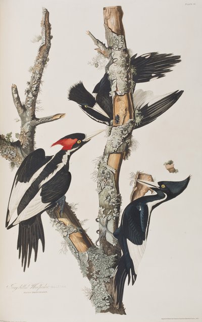 Ilustración de 