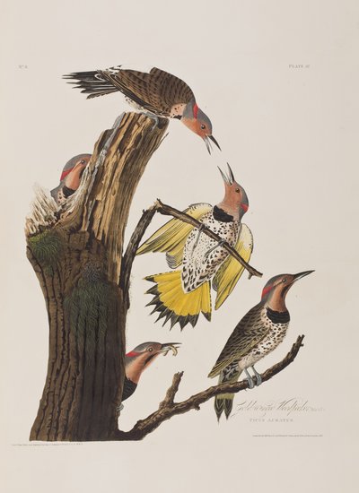 Ilustración de 