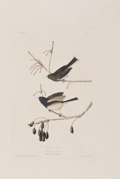 Ilustración de 
