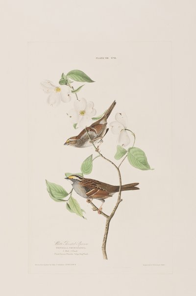 Ilustración de 