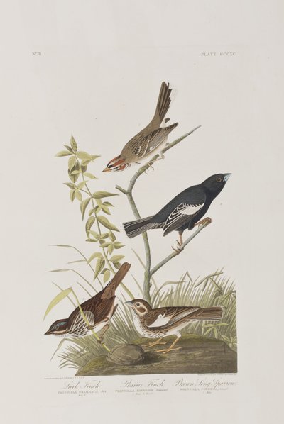 Ilustración de 