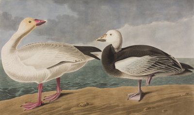 Ilustración de 