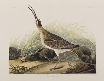 Ilustración de 