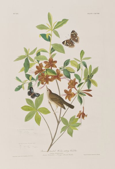 Ilustración de 