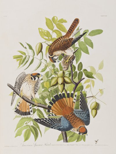 Ilustración de 