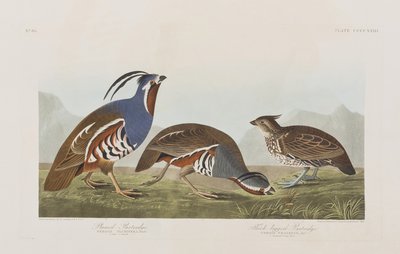 Ilustración de 