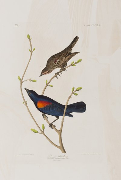 Ilustración de 
