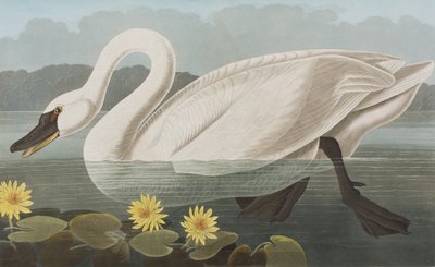 Ilustración de 