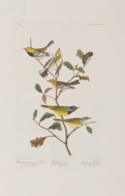 Ilustración de 