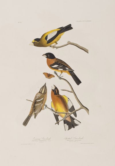 Ilustración de 