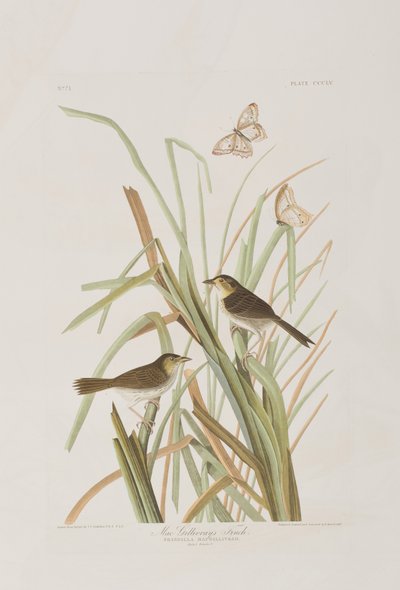 Ilustración de 