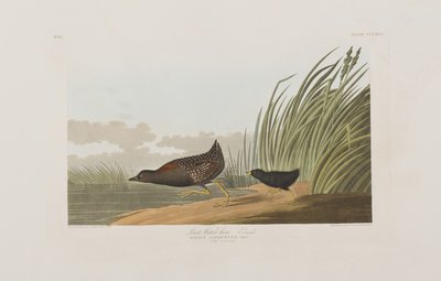 Ilustración de 