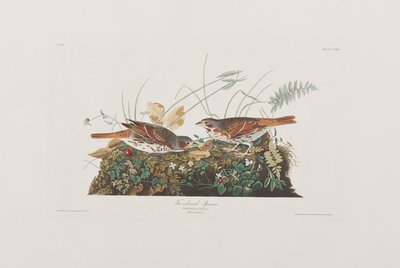 Ilustración de 
