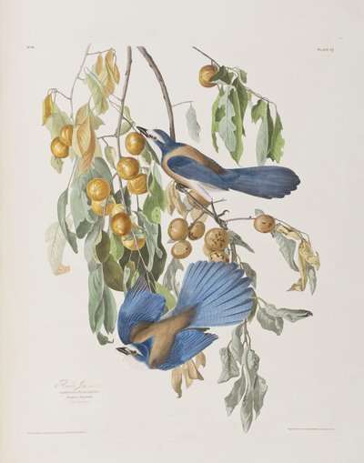 Ilustración de 