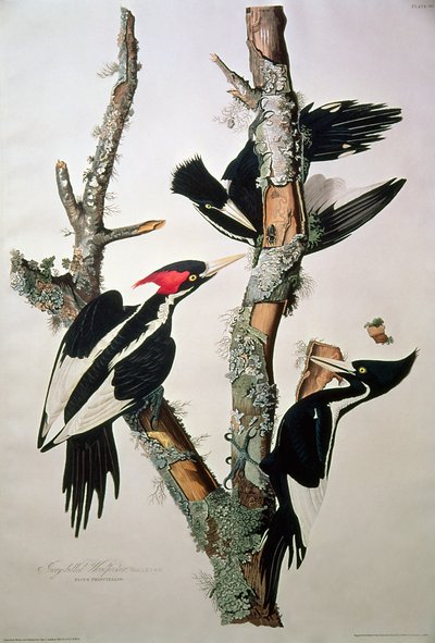 Pájaro carpintero de pico de marfil, de 