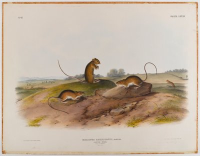 Ratón saltador de John James Audubon