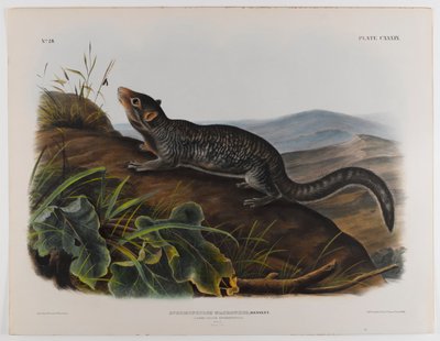 Espermófilo de cola grande de John James Audubon