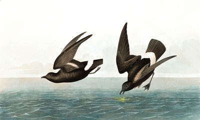 Petrel tormentoso menor, Thalassidroma Pelagica, de "The Birds of America" por John J. Audubon, pub. 1827-38 de John James Audubon