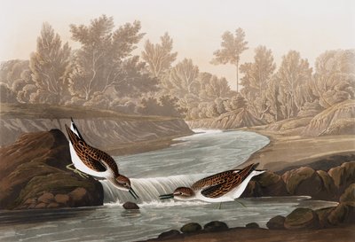 Playero pequeño, Tringa Pusilla, de "Las aves de América" por John J. Audubon, pub. 1827-38 de John James Audubon