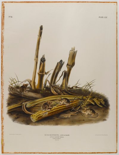 Ratón de cosecha pequeño de John James Audubon