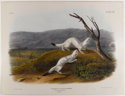 Comadreja ágil pequeña de John James Audubon