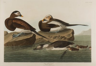 Pato de cola larga de John James Audubon