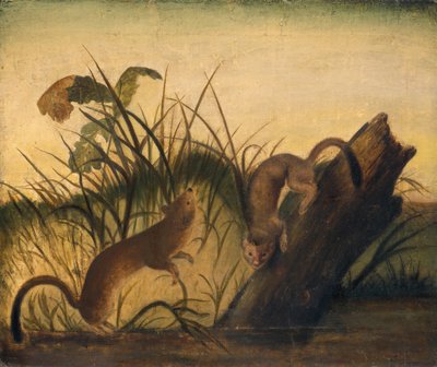 Comadreja de cola larga, c. 1845 de John James Audubon